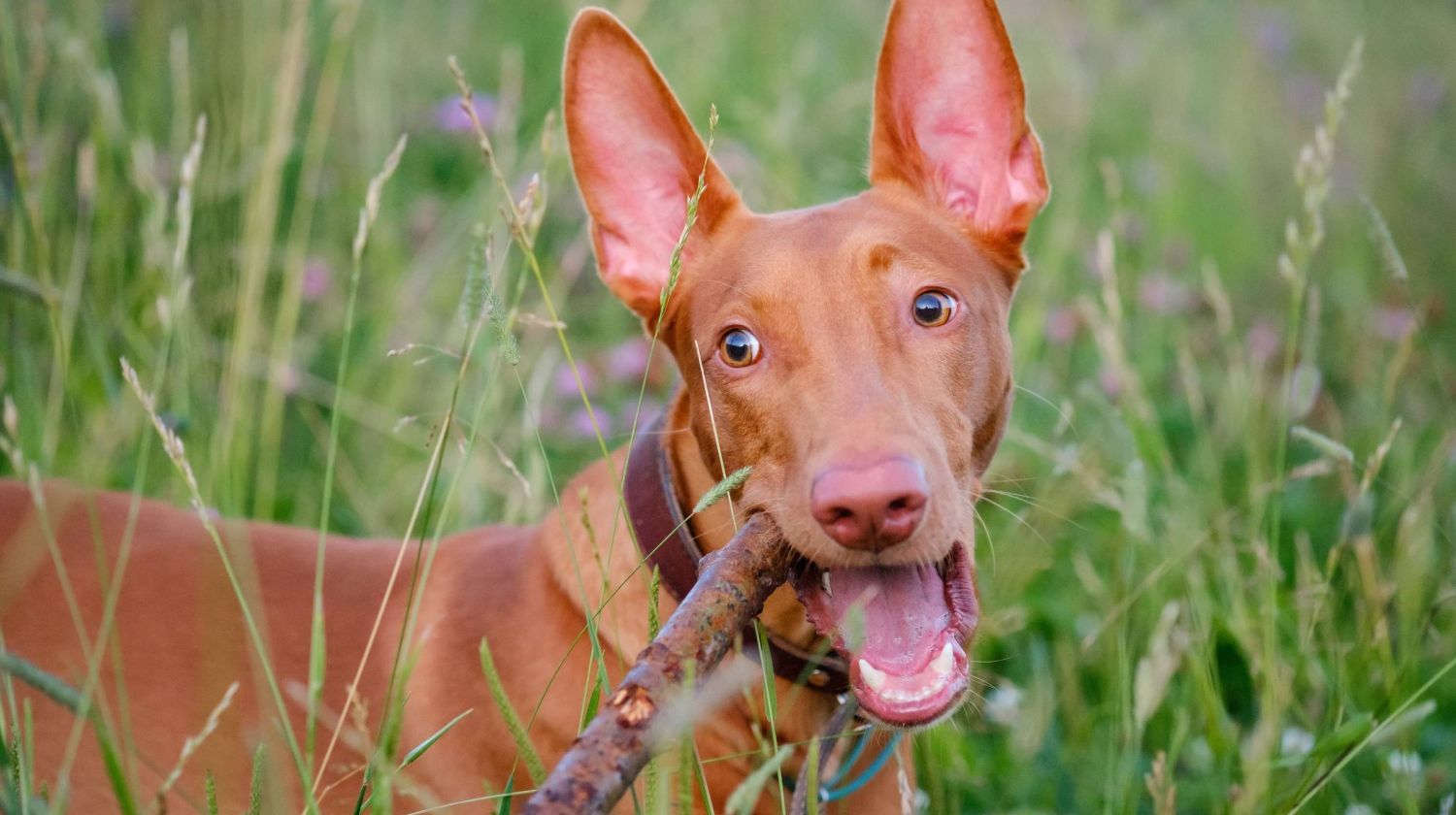 Alta Cosner Luxury Apartments community dog park with a happy red dog with perky ears in the grass with a stick in its mouth