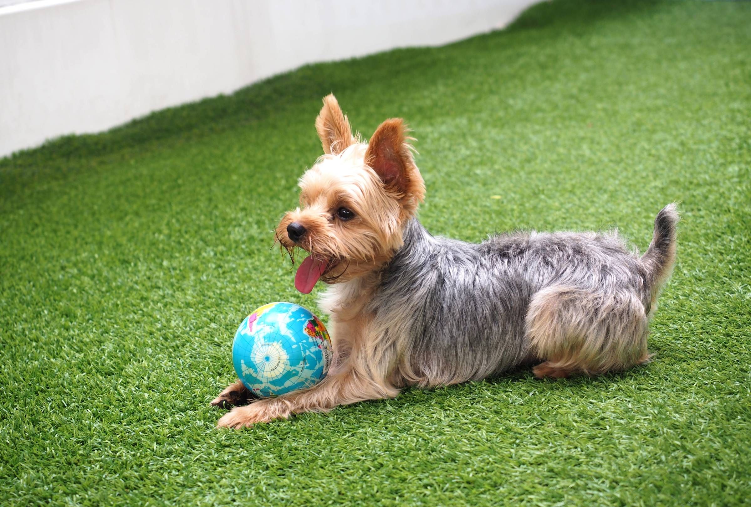 Alta Cosner Luxury Apartments with an outdoor dog run and a small terrier with a ball on the grass