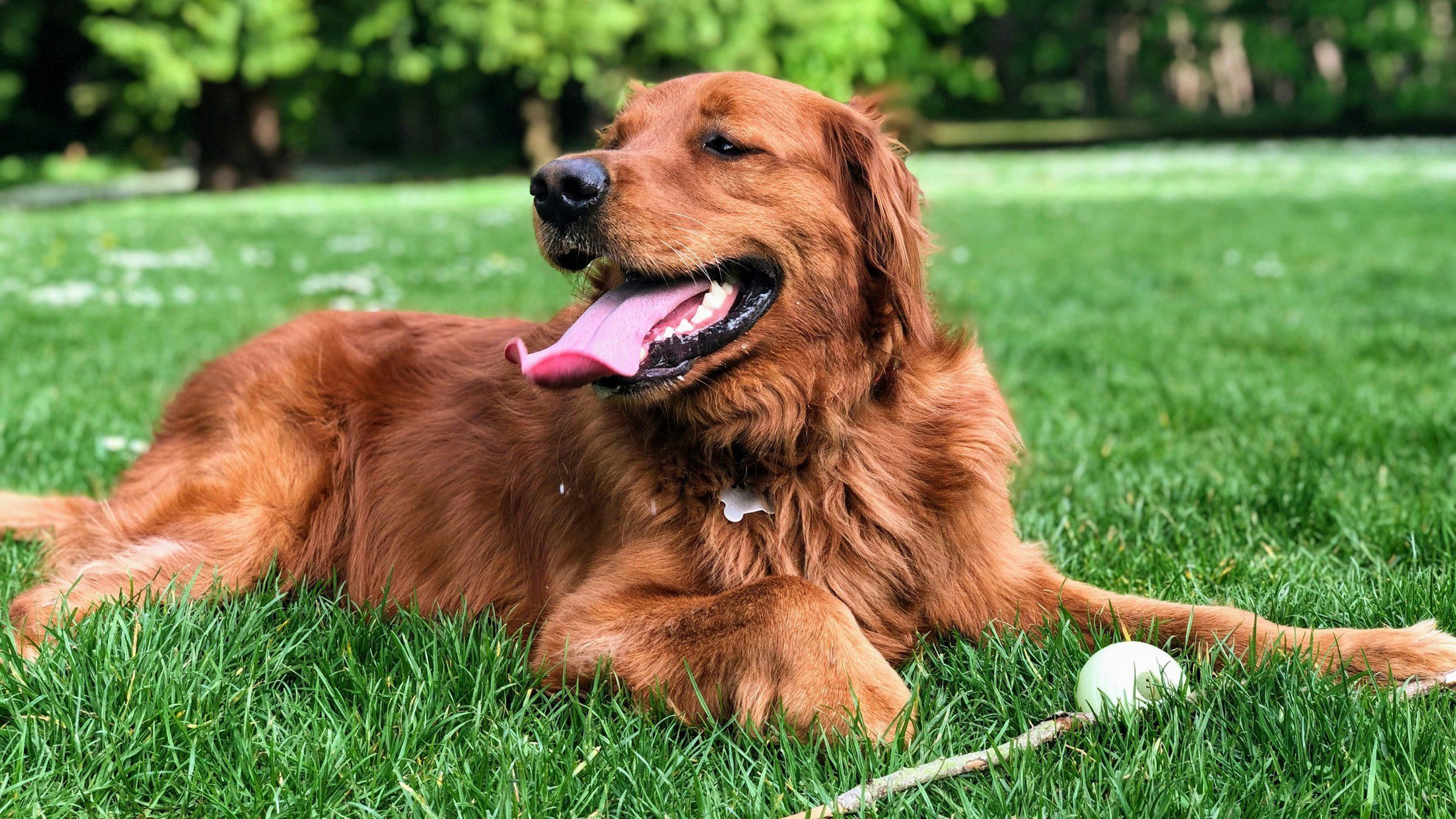 Alta Cosner luxury apartments with a red retriever dog happily panting and resting on green grass